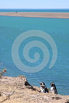 Magellanic penguins on the slopes of Valds peninsula