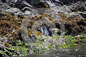 Magellanic penguins Spheniscus magellanicus