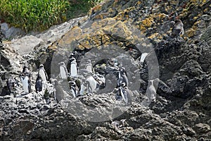 Magellanic penguins Spheniscus magellanicus