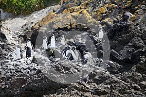 Magellanic penguins Spheniscus magellanicus