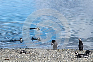 Magellanic Penguins (Spheniscus magellanicus) on M