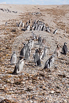 Tučniaky, argentína 
