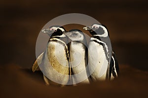 Magellanic penguins standing near a burrow