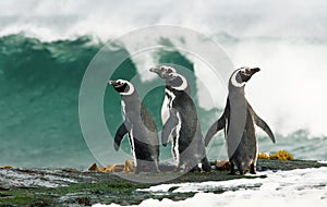 Magellanic penguins standing by the stormy ocean