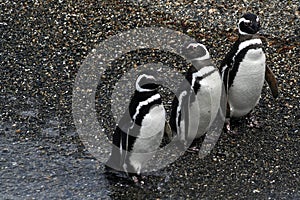 Magellanic penguins, Tierra del Fuego, Argentina photo