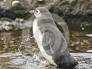 Magellanic Penguins at Tuckers Islets in Chilean Patagonia