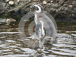 Magellanic Penguins at Tuckers Islets in Chilean Patagonia