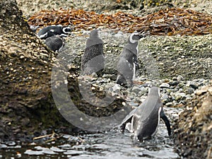 Magellanic Penguins at Tuckers Islets in Chilean Patagonia