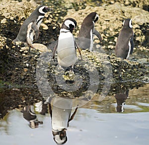 Magellanic Penguins at Tuckers Islets in Chilean Patagonia