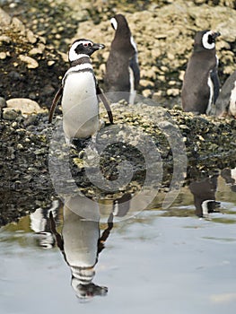 Magellanic Penguins at Tuckers Islets in Chilean Patagonia