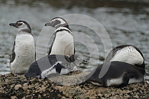 Magellanic Penguins at Tuckers Islets, Patagonia