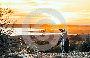 Magellanic Penguins, very early Patagonian golden morning