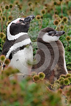 Magellanic Penguins (Spheniscus magellanicus) photo