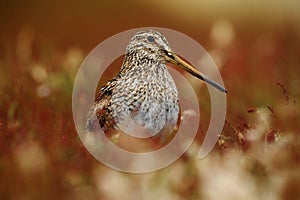 Magellanic Snipe, Gallinago paraguaiae magellanica, portrait in red grass