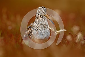 Magellanic Snipe, Gallinago paraguaiae magellanica, portrait in red grass photo