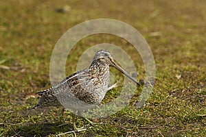 Magellanic Snipe in a grassy meadow