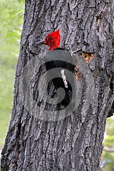 Magellanic Woodpecker photo