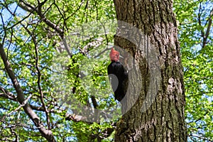 Magellanic woodpecker male with red head sitting on a tree close to el Chalten and Fitz Roy