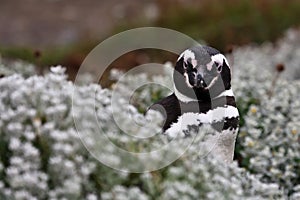 Magellanicus penguin