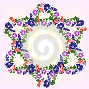 Magen David flowers Convolvulus bouquet climbing wavy bells, convolvulus