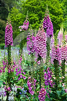 Magenda and Pink foxgloves blooming tall in the garden