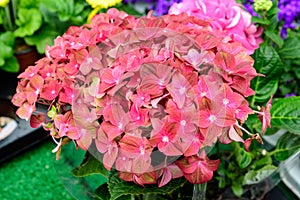 Magenda pink hydrangea macrophylla or hortensia shrub in full bloom in a flower pot, with fresh green leaves in the background, in