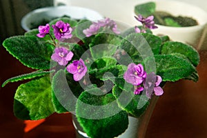 Magenta African Violet Plant photo