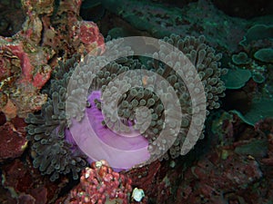 Magenta anemone