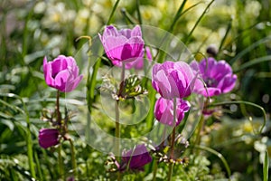 Magenta Anemone flowers in a garden