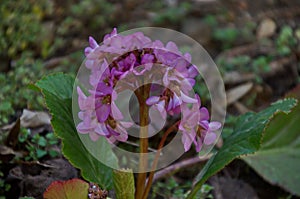 Magenta Bergenia cordifolia, Bergenia crassifolia, the badan or Siberian tea in bloming with green leaves