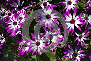 Magenta bicolour Pericallis hybrida or cineraria florist's, cineraria or common ragwort flowering plant in spring.