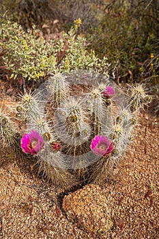 The magenta bloom of a hedge hogcactus in the Sonoran Desert.