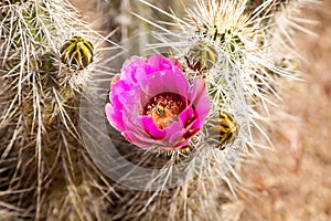 The magenta bloom of a hedge hogcactus in the Sonoran Desert.