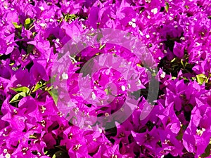 Magenta bougainvillea