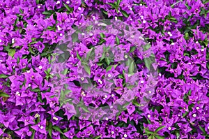 Magenta Bougainvillea flowers as a bright floral background for design.