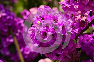 Magenta bougainvillea flowers