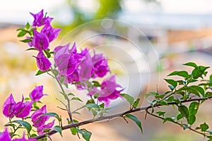Magenta bougainvillea flowers. Bougainvillea flowers as a background. Floral background