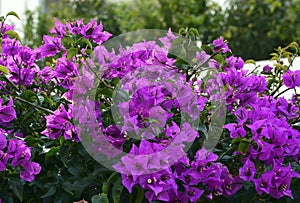 Magenta Bougainvillea flowers in the garden. Bright floral background for design.