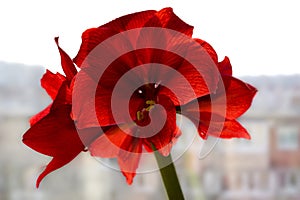 Magenta, Bright red Amaryllis Belladonna blooms, close-up