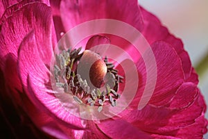 Magenta Buttercup Flower