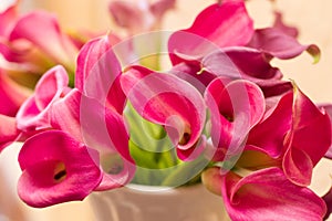 Magenta Calla Lilies