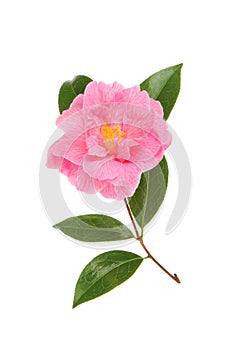 Magenta camellia