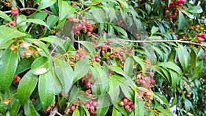 Magenta Cherry, Syzygium Paniculatum