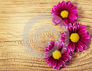 Magenta Chrysanthemums Flowers on wooden background