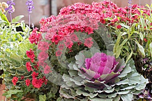 Magenta chrysanthemums and ornamental kale