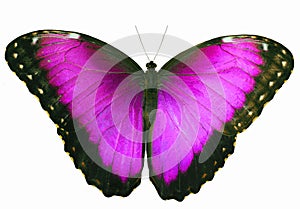 Magenta colored butterfly isolated on white background with spread wings photo