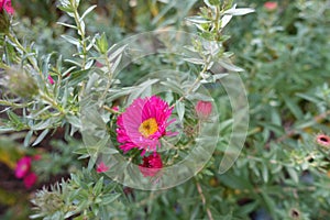 1 magenta colored flower of Michaelmas daisies in October