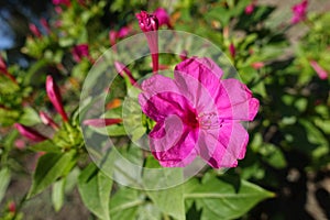 Magenta colored flower of Mirabilis jalapa