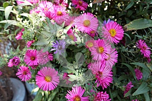 Magenta colored flowers of Michaelmas daisies in October