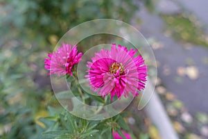 2 magenta colored flowers of Michaelmas daisies